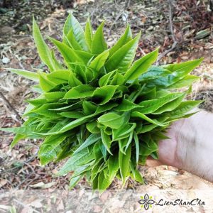 Trà đặc sản Lá chè shan xanh Suối Giàng - Túi